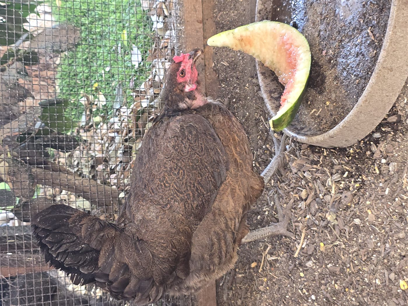 Lady Hawk eating watermelon